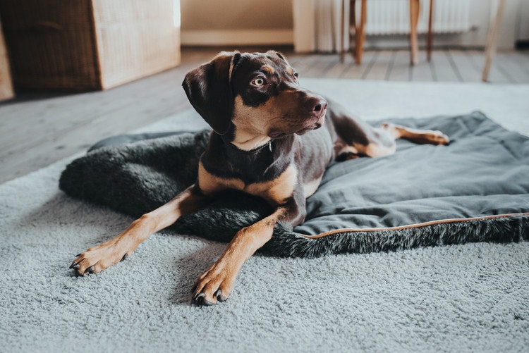 HUNTER Bergamo Hund Dyna Antracitgrå