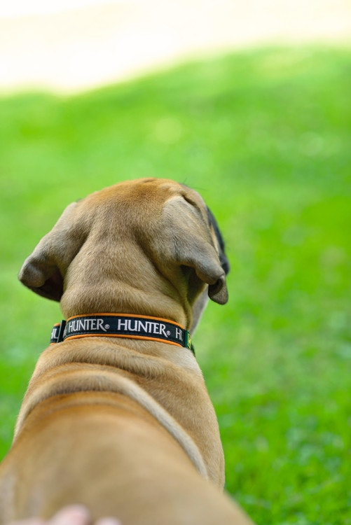 HUNTER Hundhalsband Oakland Neopren Reflex Orange/Svart