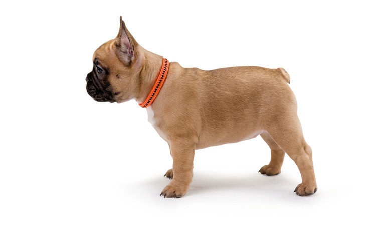 HUNTER Hundhalsband Power Grip Orange