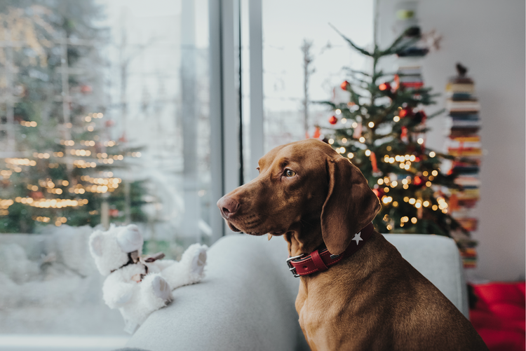 HUNTER Hundhalsband Magic Star Röd Ekologiskt Läder