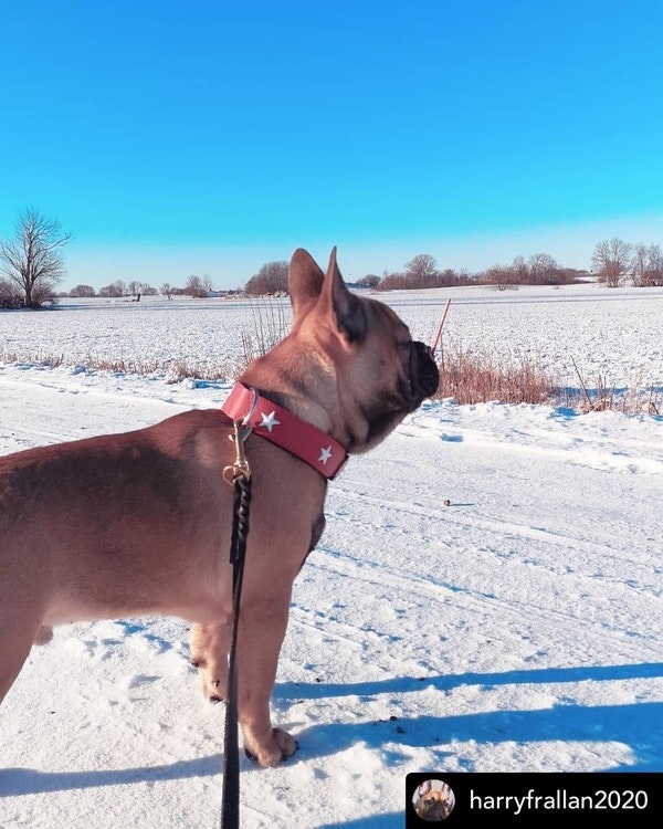 HUNTER Hundhalsband Magic Star Röd Ekologiskt Läder