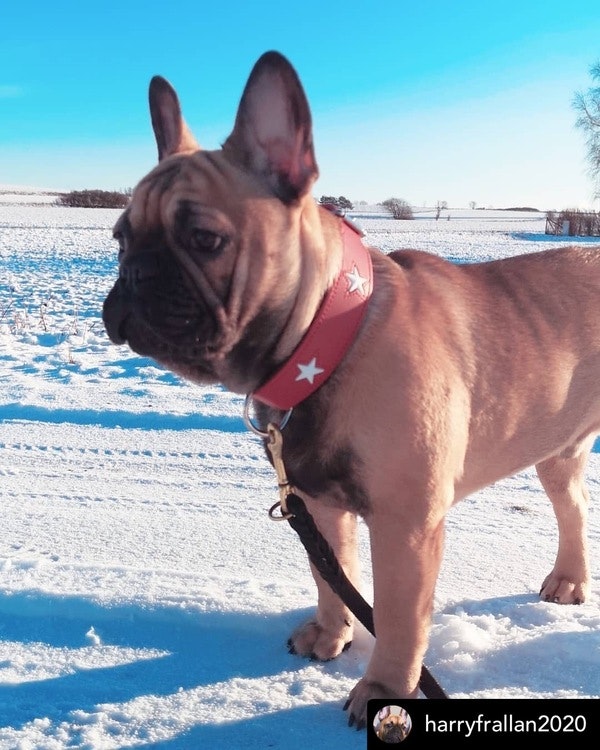 HUNTER Hundhalsband Magic Star Röd Ekologiskt Läder