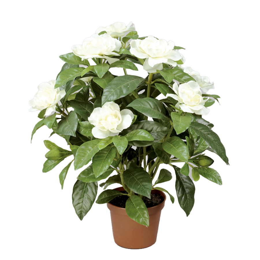 Konstväxt Gardenia Vit 32 cm