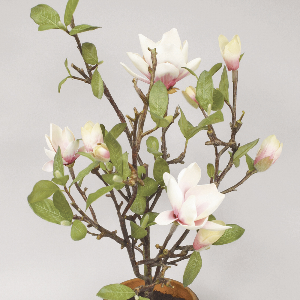 Konstväxt Magnolia Kruka Rosa 65 cm