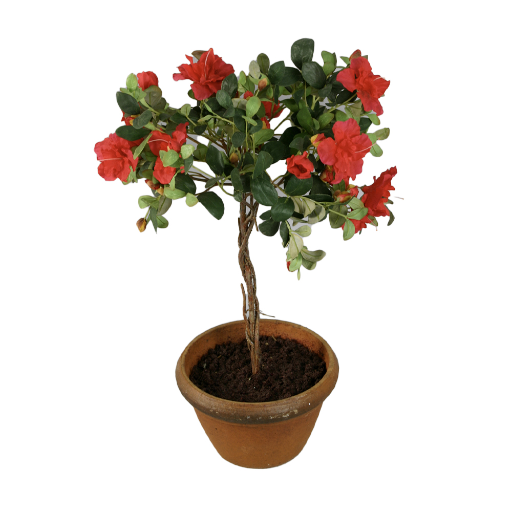 Konstväxt Azalea Kruka Röd 65 cm