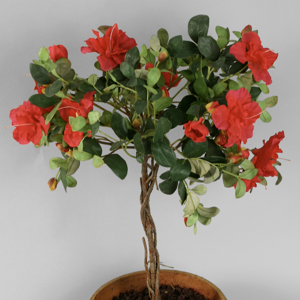 Konstväxt Azalea Kruka Röd 65 cm