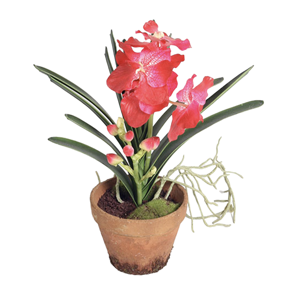 Konstväxt Orkidé Wanda Kruka Cerise 45 cm