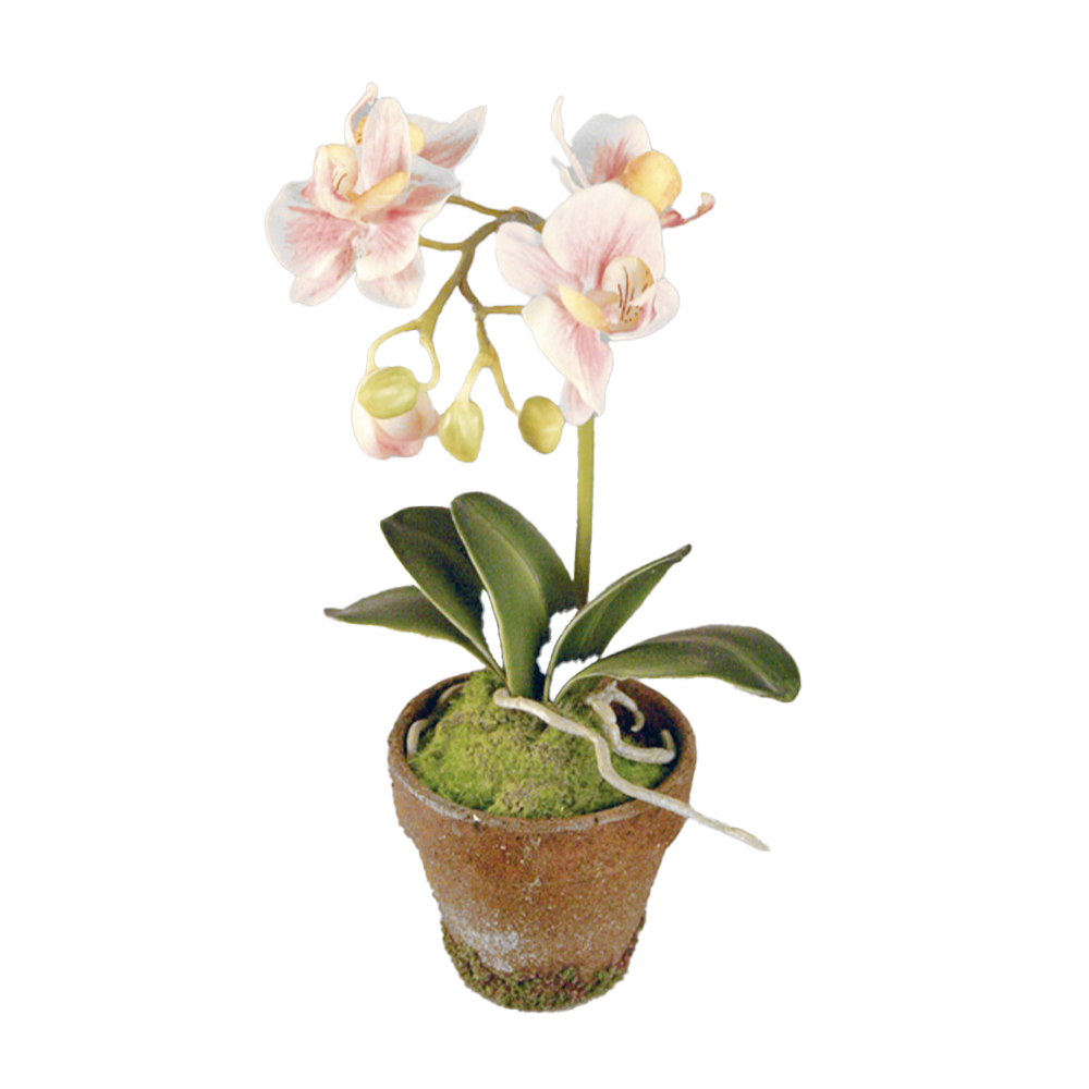 Konstväxt Phalaenopsis Orkidé Kruka Rosa 35 cm