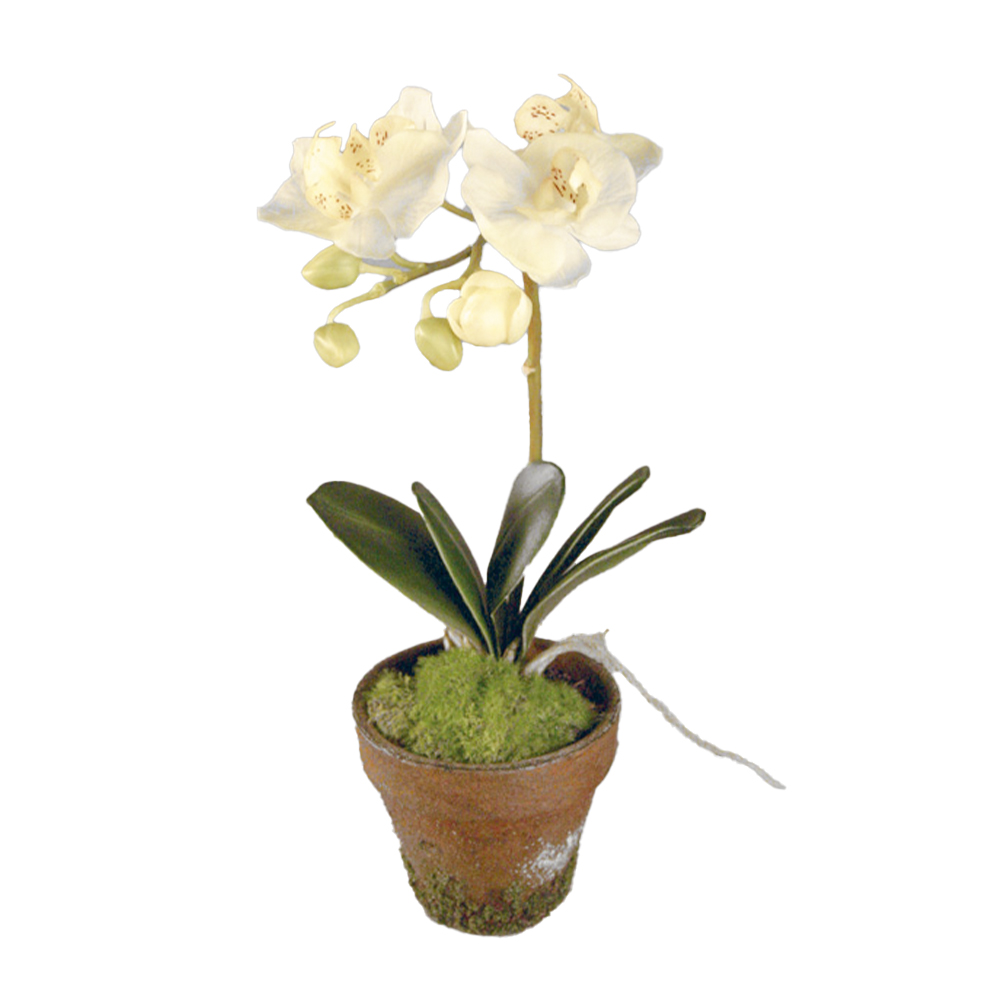 Konstväxt Phalaenopsis Orkidé Kruka Vit 35 cm