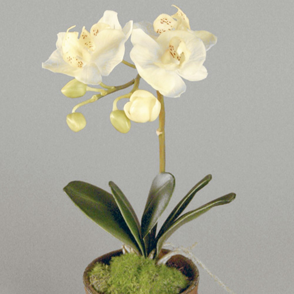 Konstväxt Phalaenopsis Orkidé Kruka Vit 35 cm