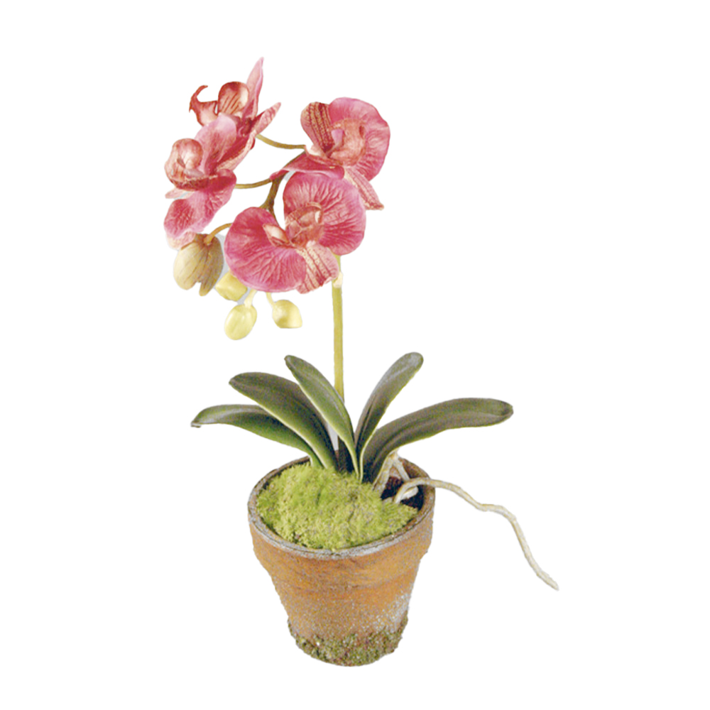 Konstväxt Phalaenopsis Orkidé Kruka Cerise 35 cm