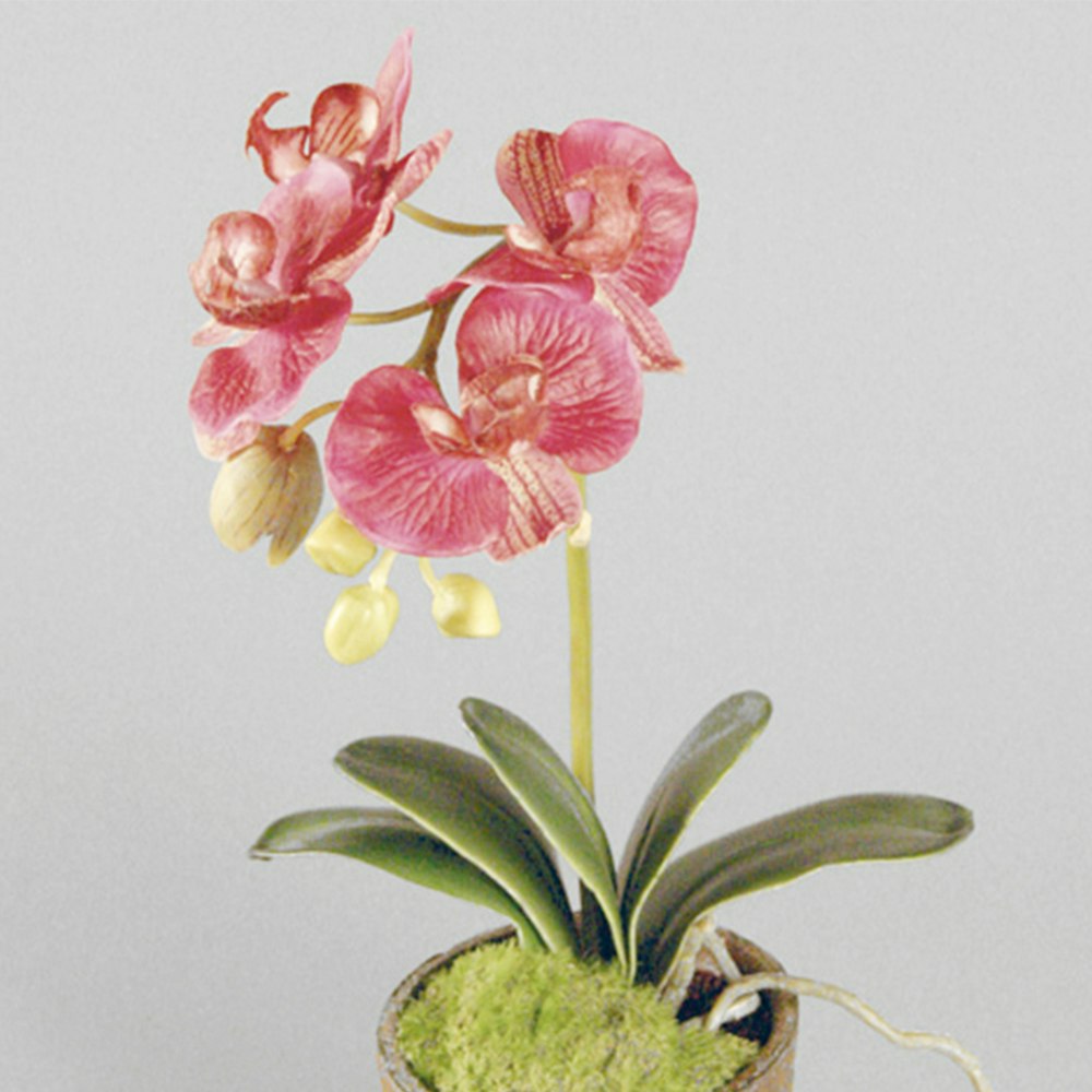 Konstväxt Phalaenopsis Orkidé Kruka Cerise 35 cm