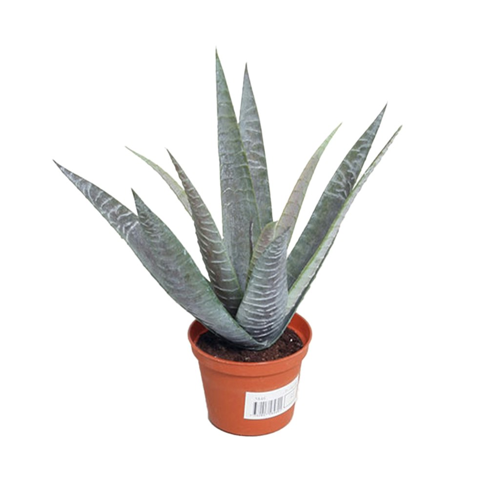 Konstväxt Baby Aloe Vera Grön 27 cm