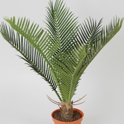 Konstväxt Cycas Palm Grön 32 cm