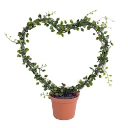Konstväxt Callisia Hjärtformad Grön 30 cm
