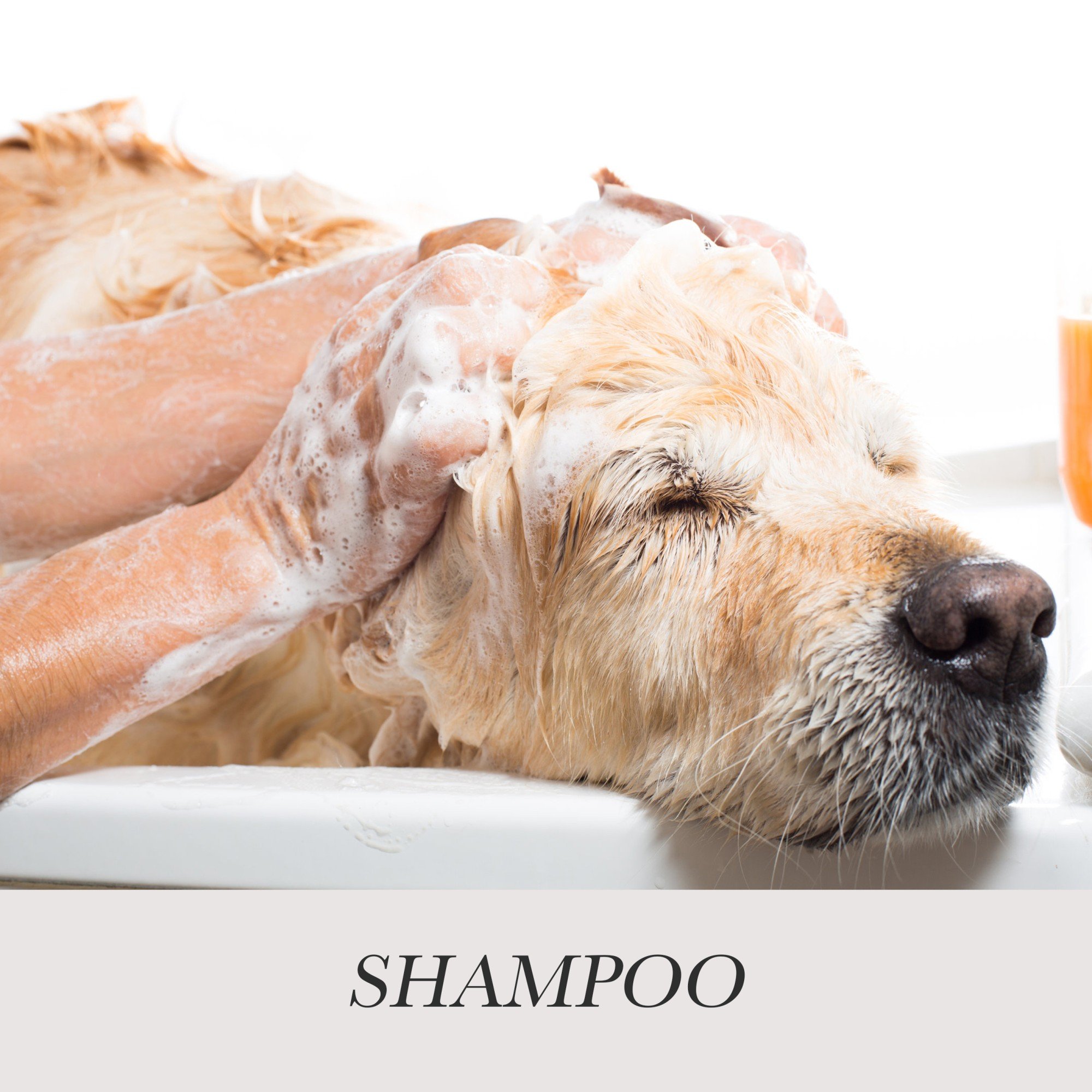 Shampoo - LaLuna PRO AS