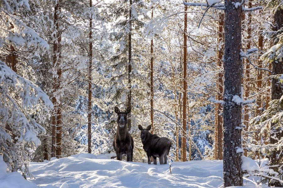 Hållbarhet