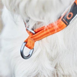 Cruise Collar Hund Halsband Non-Stop Dogwear