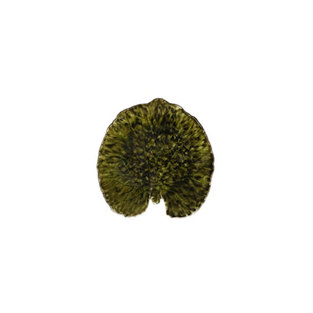Riviera Alchemille leaf 18