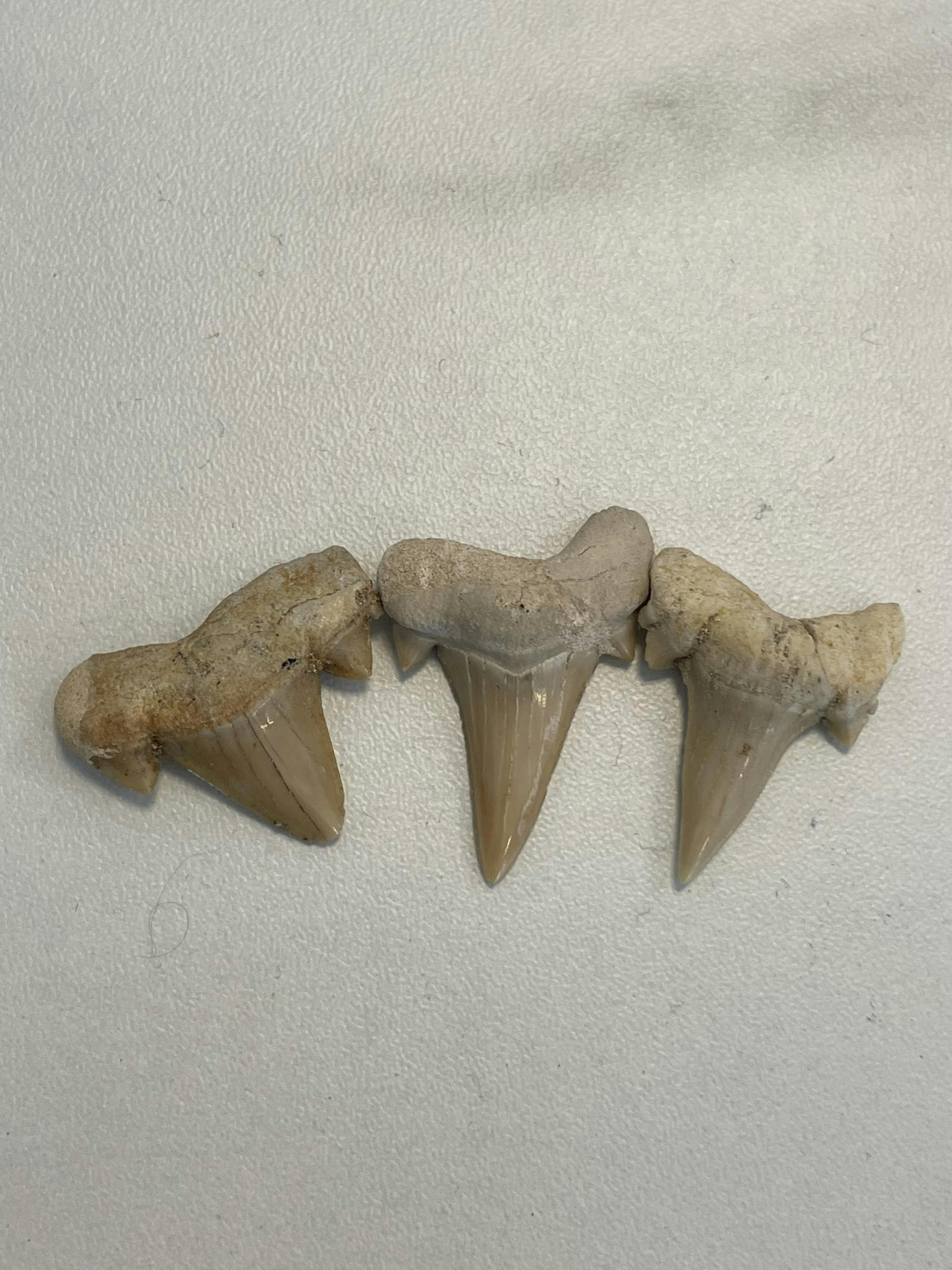 Hajtand fossil