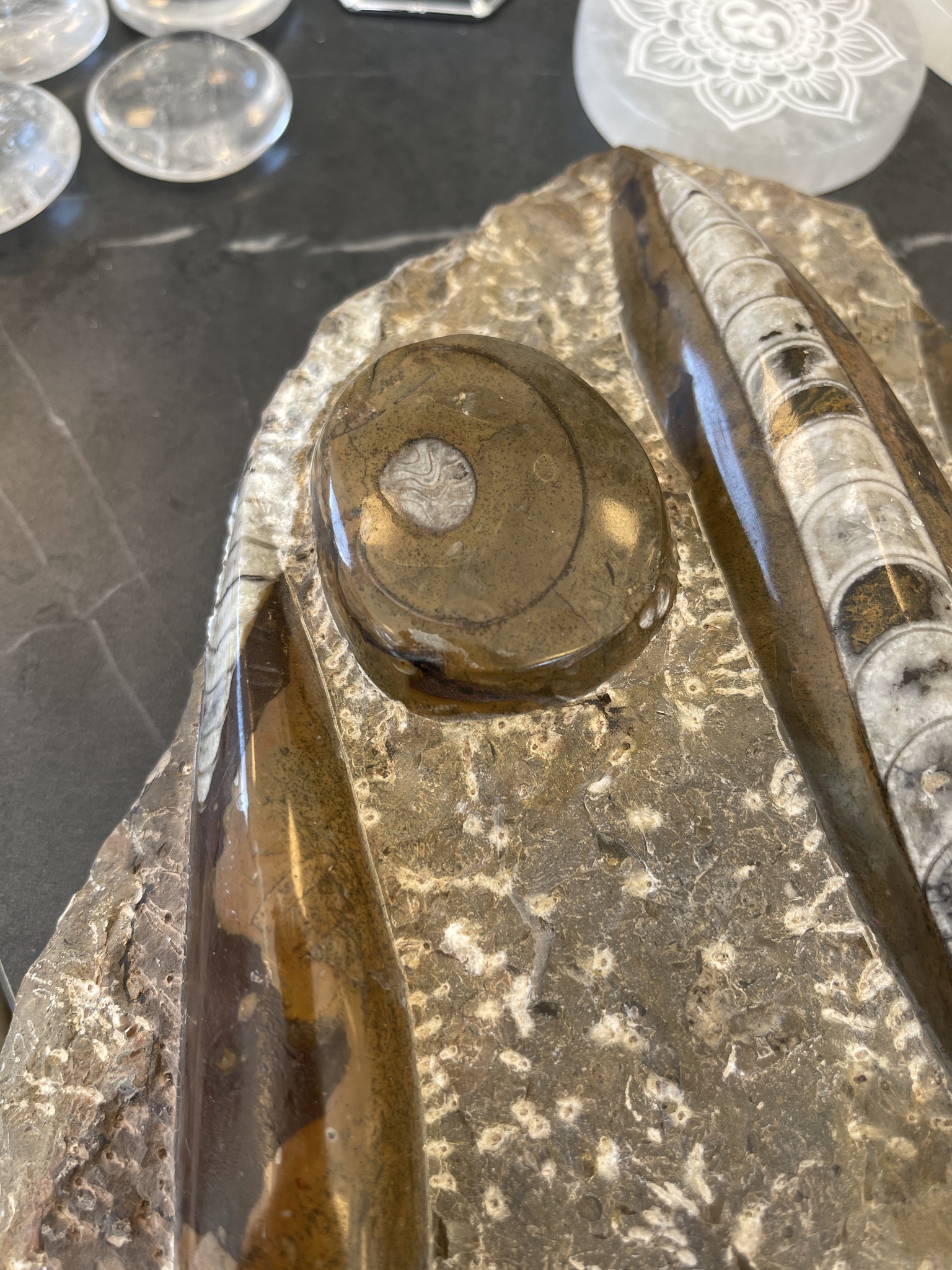 Brun Orthoceras med ammonite