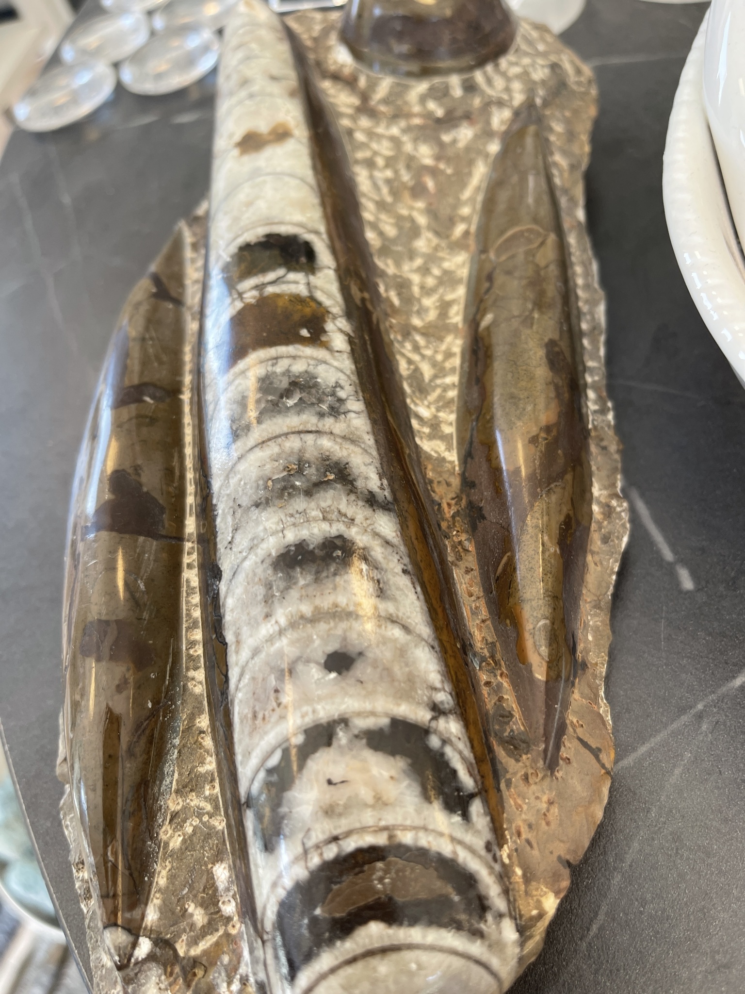 Brun Orthoceras med Ammonit