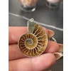 Ammonithänge