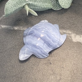 Blue Lace Sköldpadda