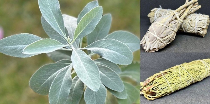 Smudge – en källa till goda energier och växternas kraft