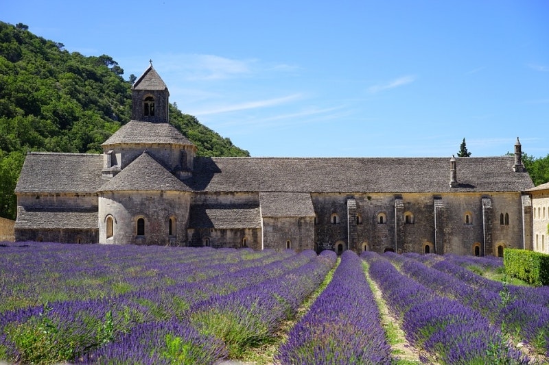 Lavendel (Lavandula angustifolia eller Officinalis)