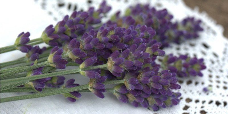 Älskade Lavendel!