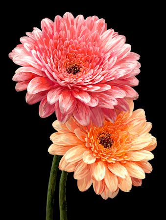 Diamond Painting - Gerberor i rosa och aprikos (Beställningsvara)