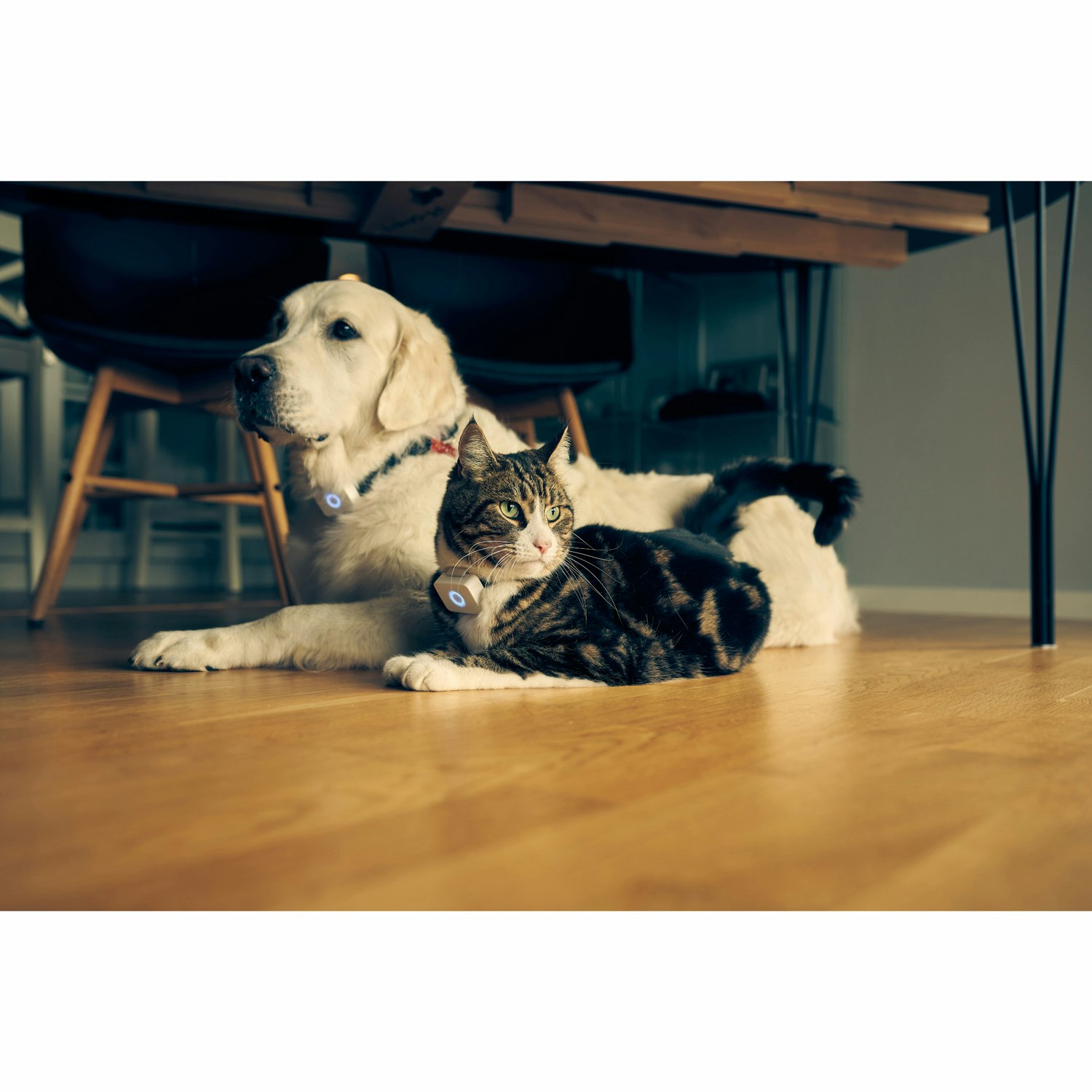 Lilcat 2 GPS-Tracker och aktivitetsmätare för katter