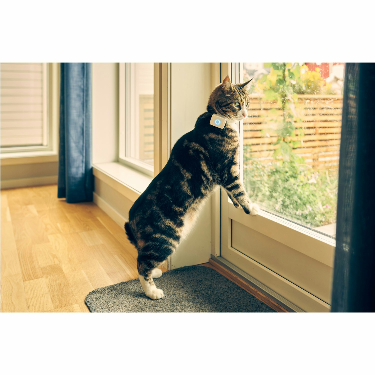 Lilcat 2 GPS-Tracker och aktivitetsmätare för katter