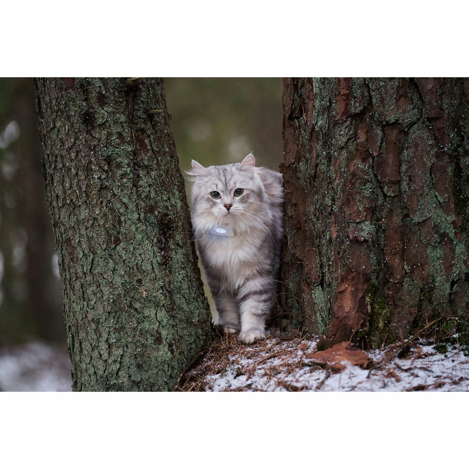 Lilcat 2 GPS-Tracker och aktivitetsmätare för katter