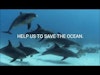 Save The Ocean | Beadsarmband | Välgörenhet