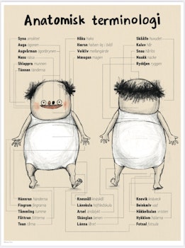 Anatomisk terminologi