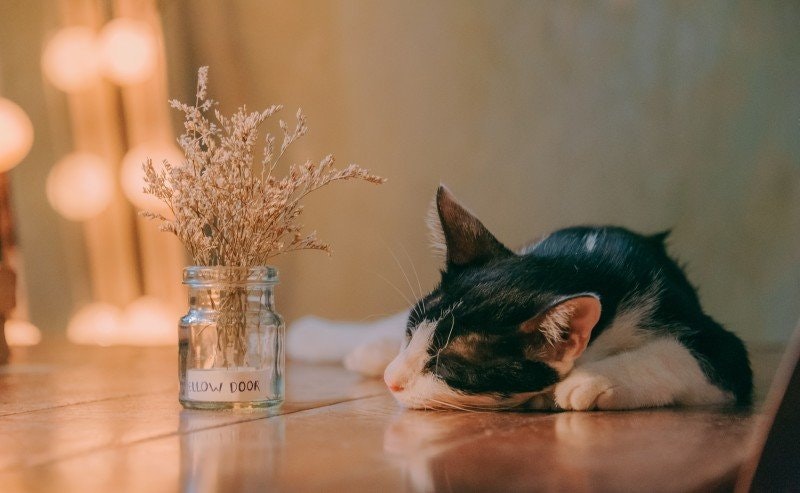 Getingstick katt: symtom och behandling