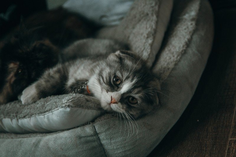 Katt äter inte: Orsaker och lösningar