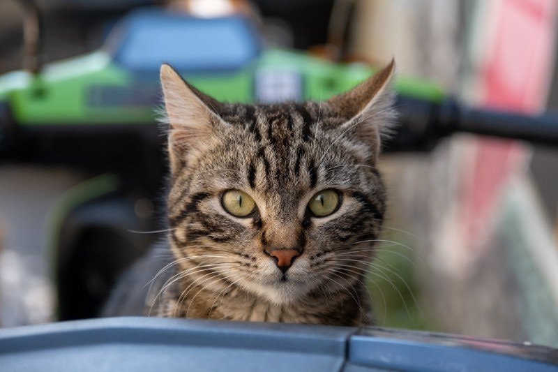 Katt kissar inne: anledningar och lösningar