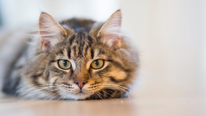 Artros katt: Orsaker, symtom och behandling