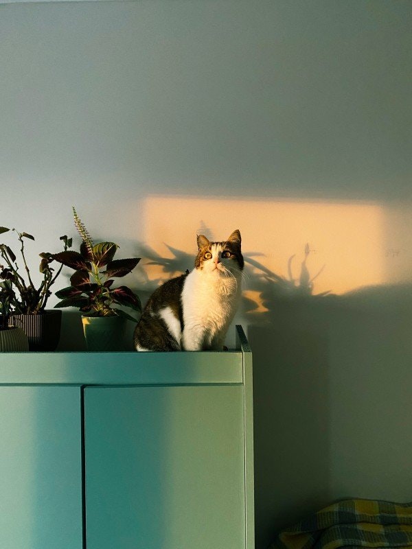Giftiga växter för katter