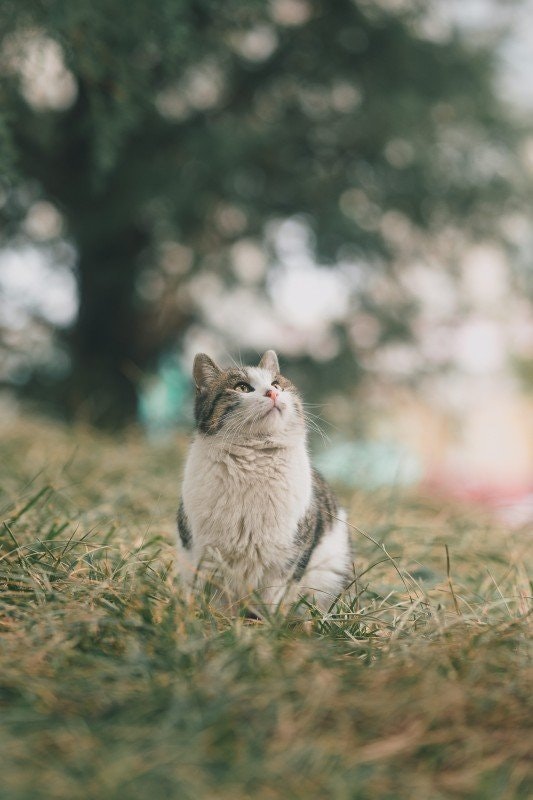 Bortsprungen katt: vad du bör tänka på - Blogg - Sveakatten
