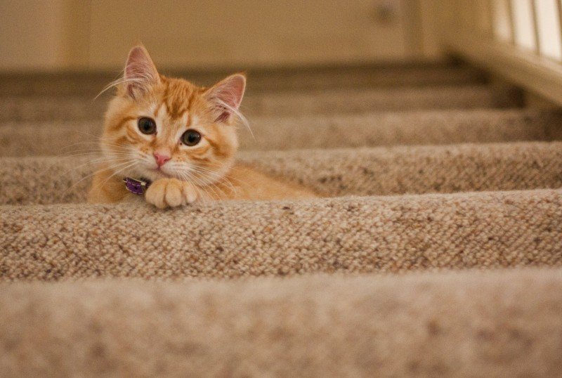 Varböld katt: Orsaker, symtom och behandling