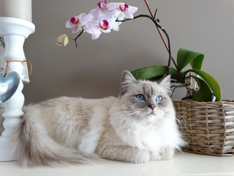Få bort tovor på katten på ett effektivt och smidigt sätt