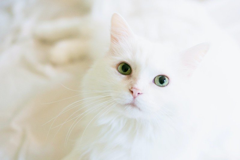 Ögoninflammation katt: Orsaker, symtom och behandling