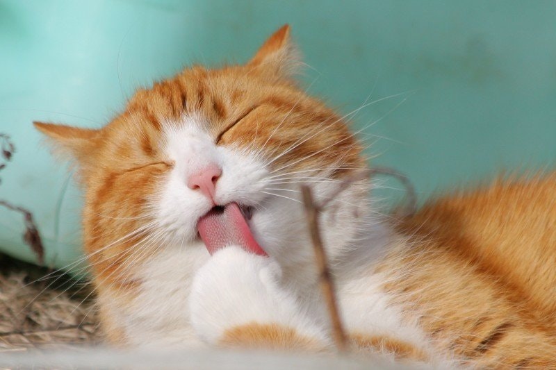 Kattnamn 2023: Allt du behöver veta