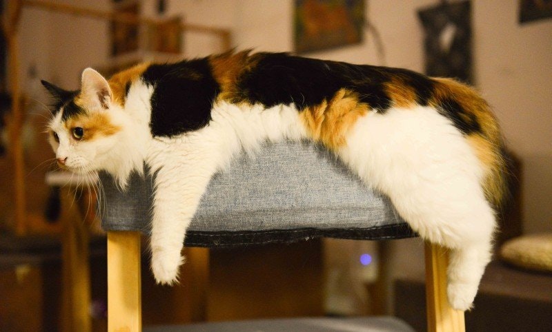 Förstoppad katt: Anledningar, symtom och behandlingar