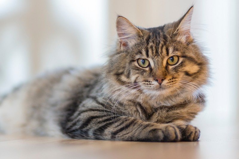 Kattallergi: Allt du behöver veta