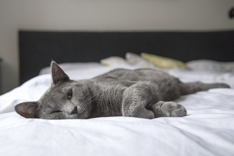Katt förlossning: Tecken, komplikationer och mer